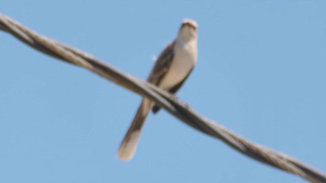 Tropical Mockingbird - ML623767747