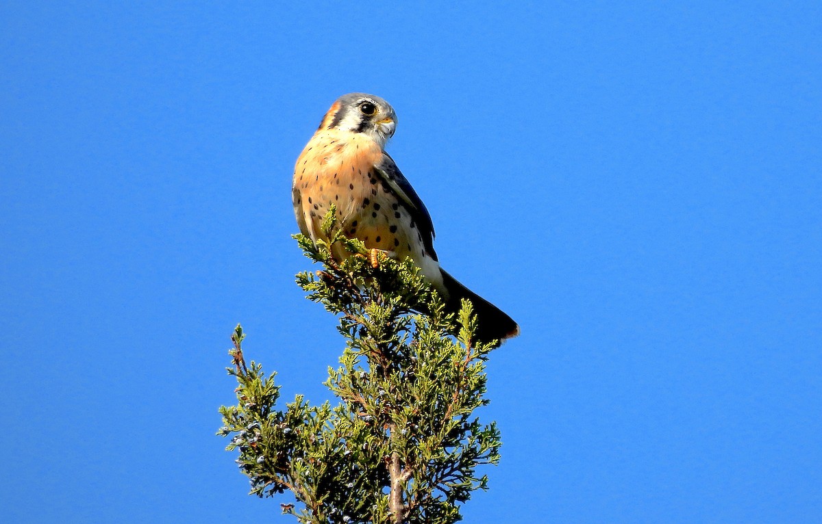 American Kestrel - ML623767749