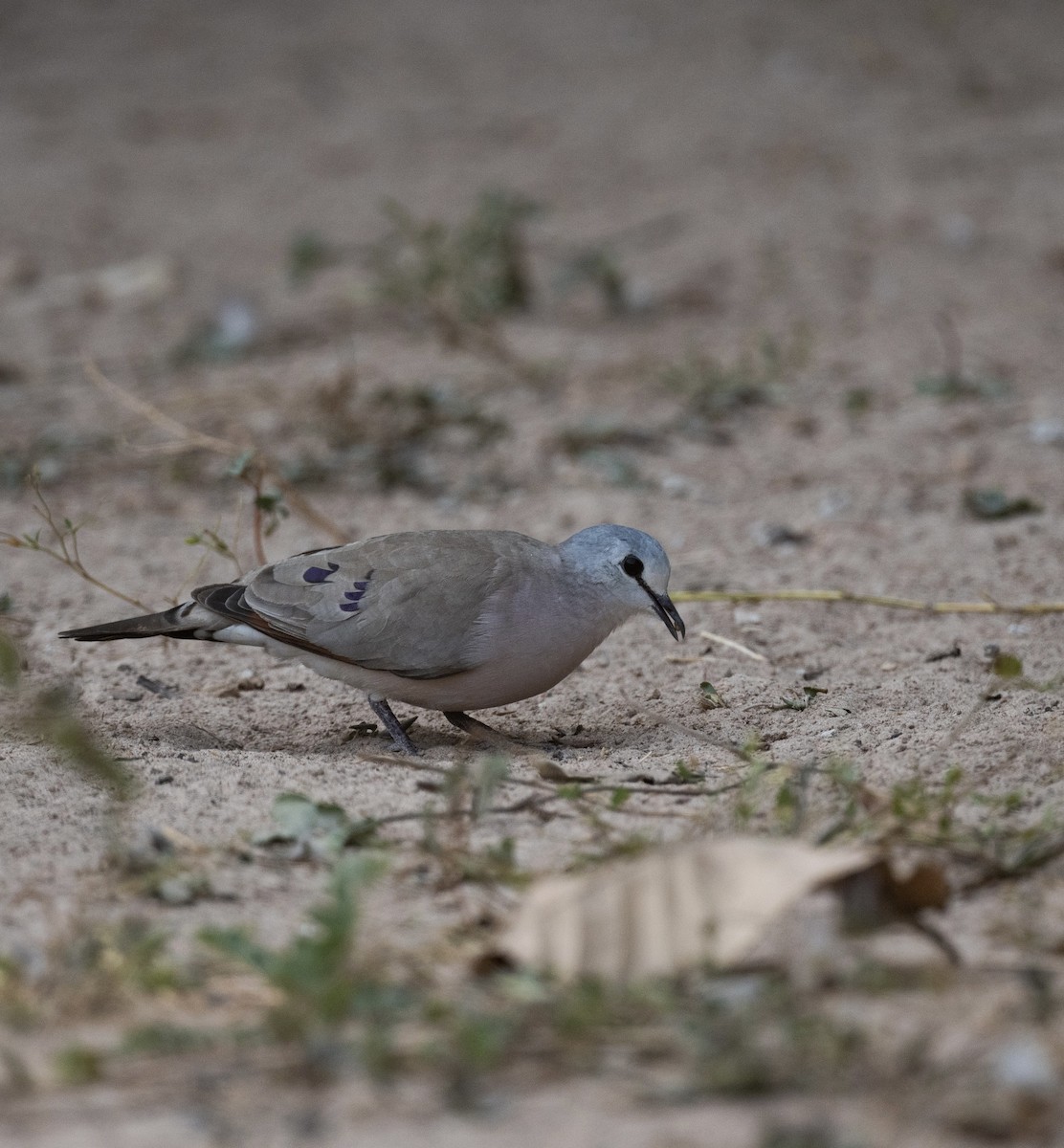 Black-billed Wood-Dove - ML623767750