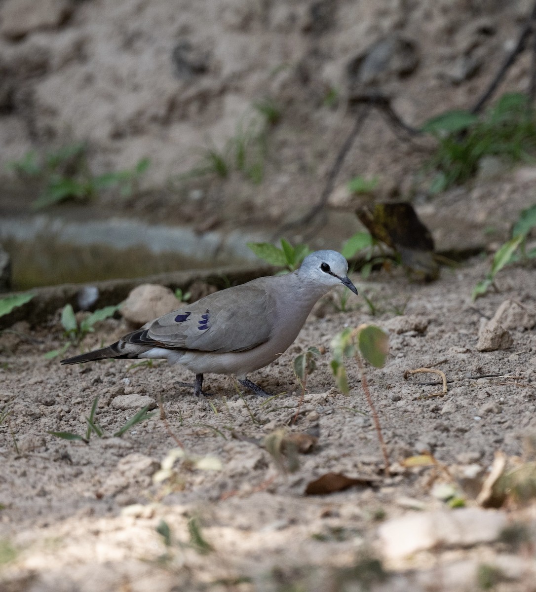 Black-billed Wood-Dove - ML623767751