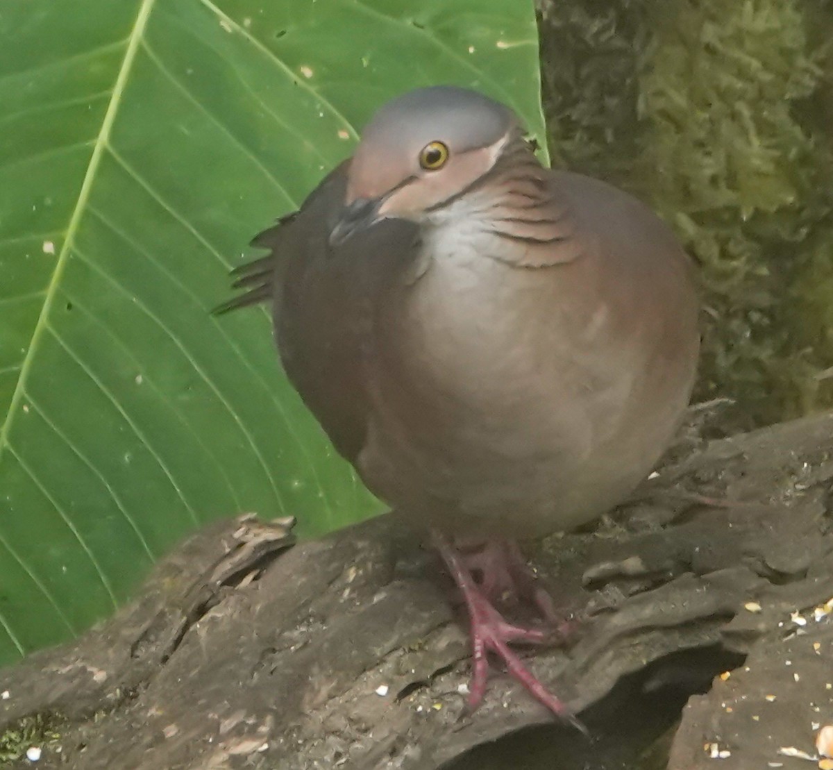 White-throated Quail-Dove - ML623767755