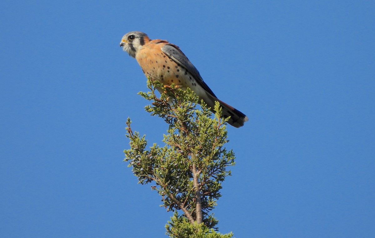 American Kestrel - ML623767761