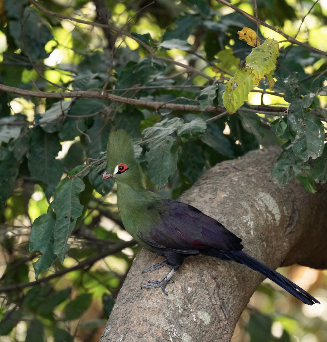 Guinea Turaco - ML623767764