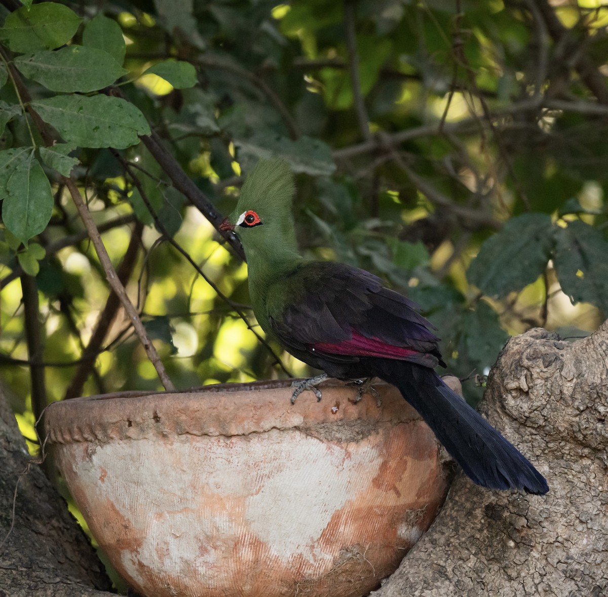 Guinea Turaco - ML623767765