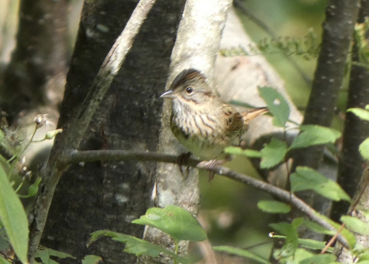 Lincoln's Sparrow - ML623767769