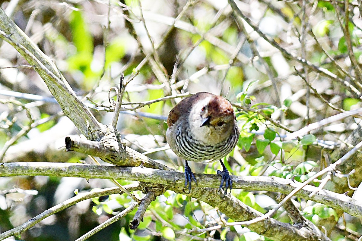 Rufous-capped Antshrike - Marcelo Cuadrado