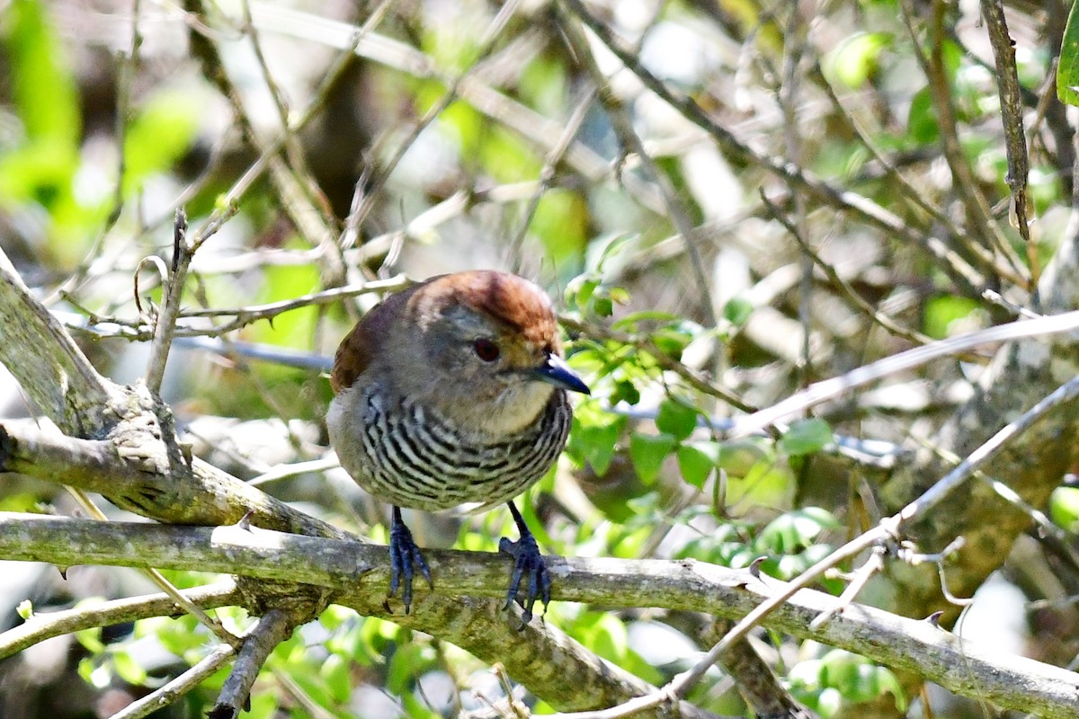 Rufous-capped Antshrike - ML623767791