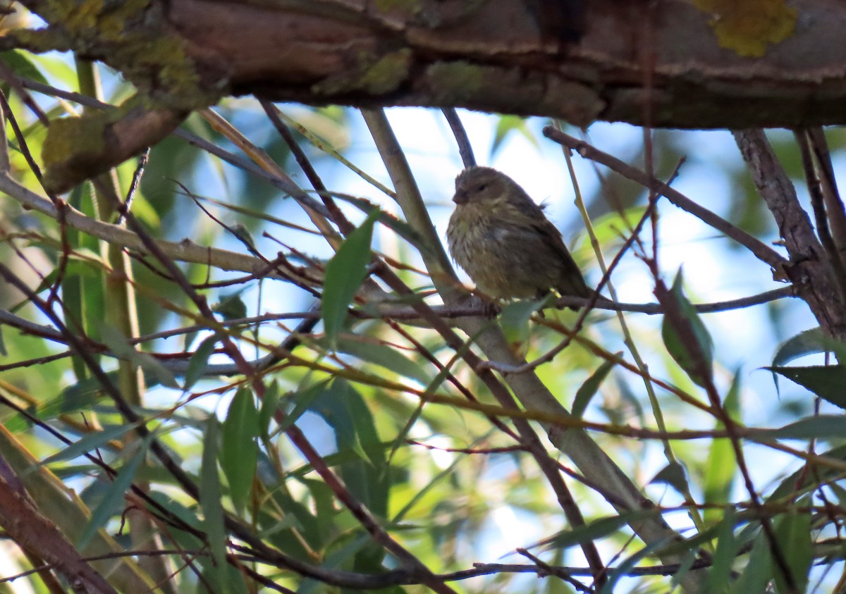 European Serin - ML623767802