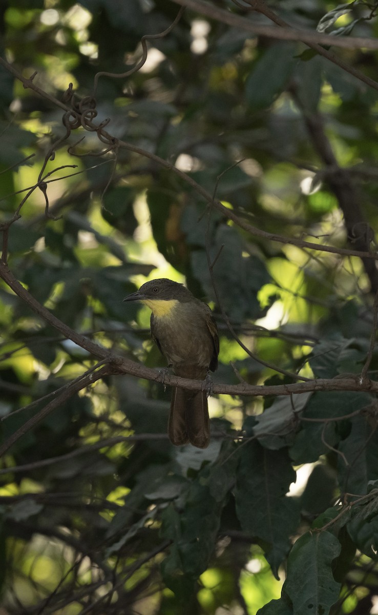 Yellow-gorgeted Greenbul - ML623767804