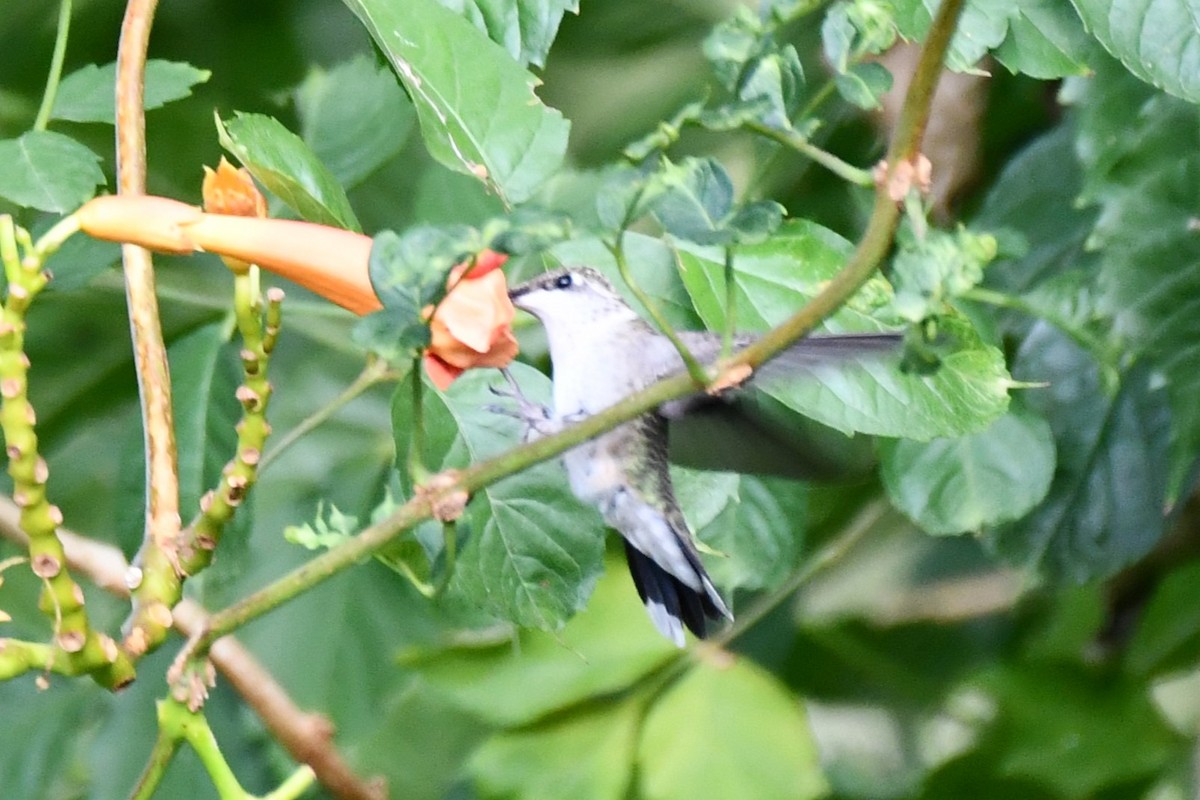 Black-chinned Hummingbird - ML623767810