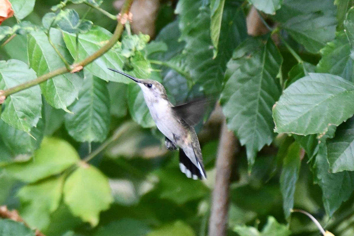 Black-chinned Hummingbird - ML623767811