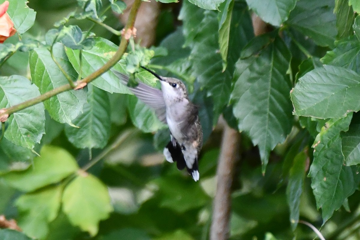 Black-chinned Hummingbird - ML623767812