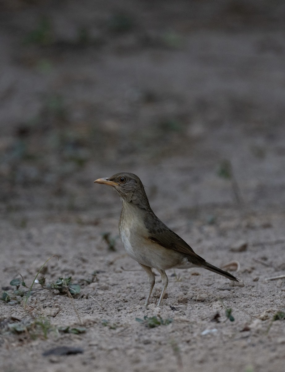 African Thrush - ML623767818