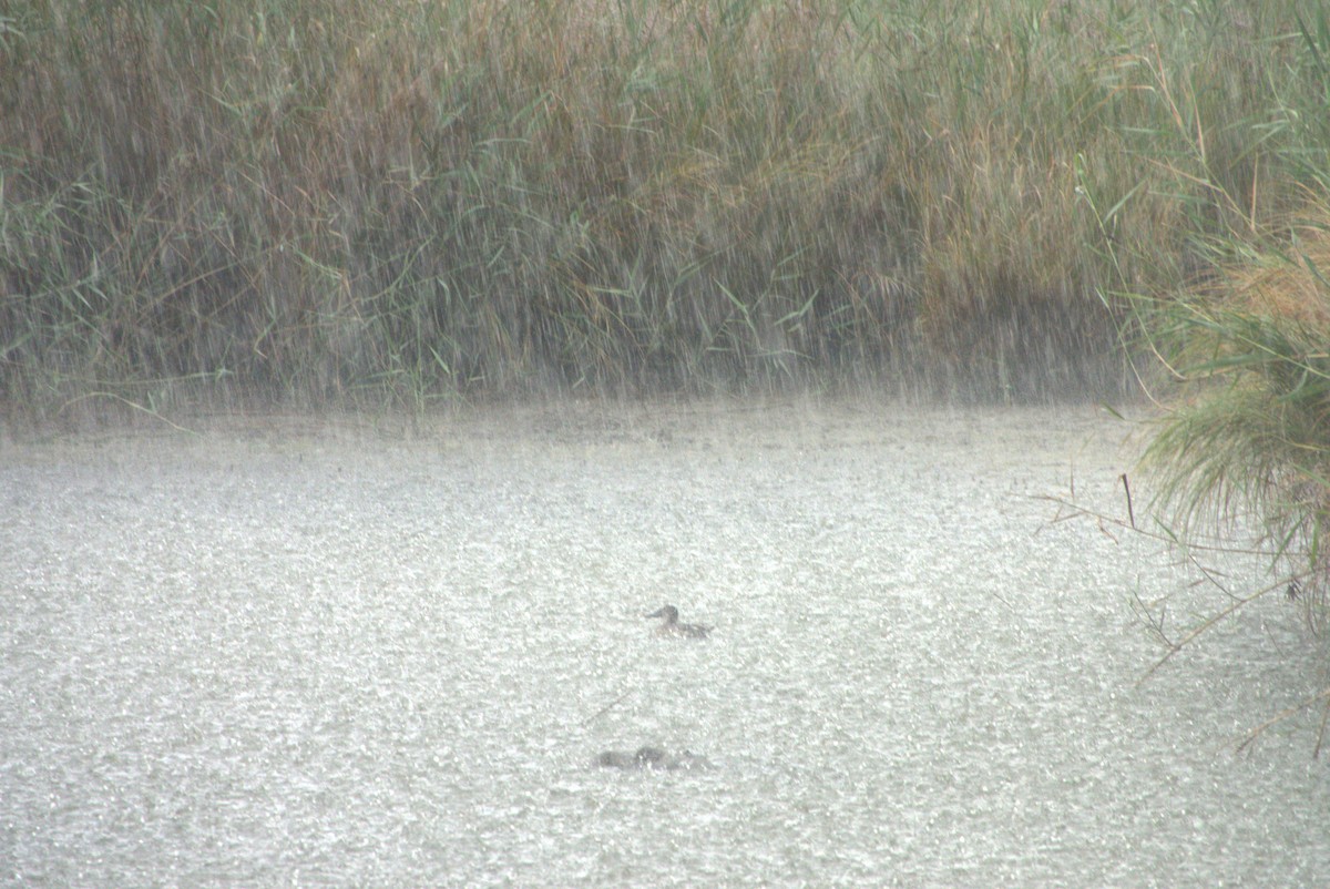 Northern Shoveler - ML623767821