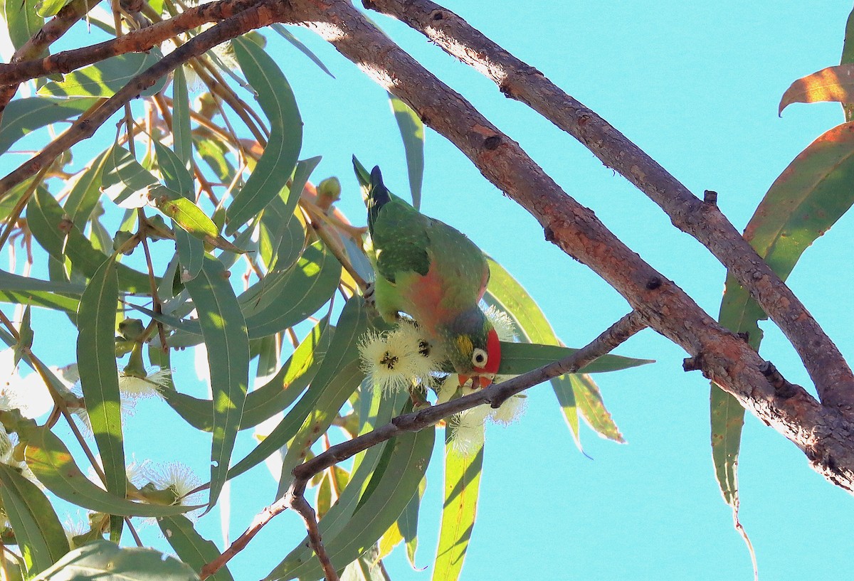 Varied Lorikeet - ML623767838