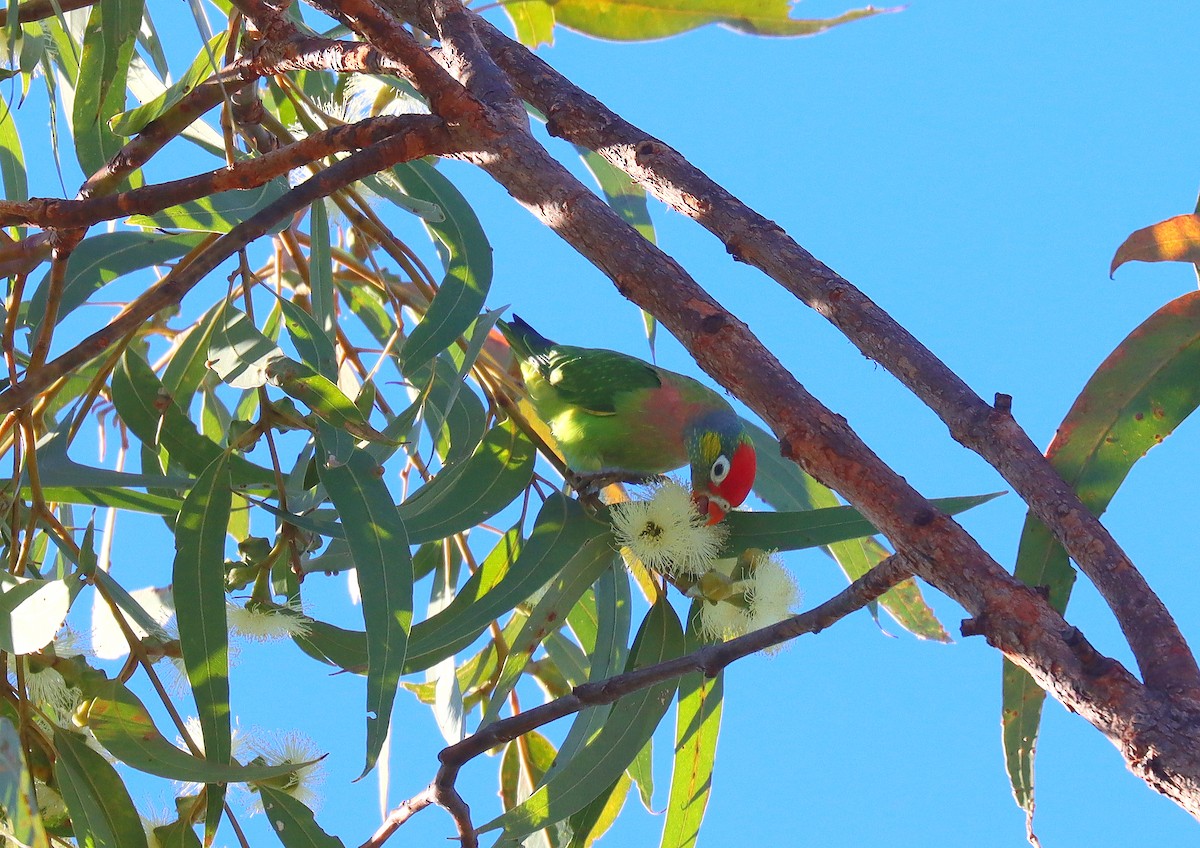 Varied Lorikeet - ML623767839