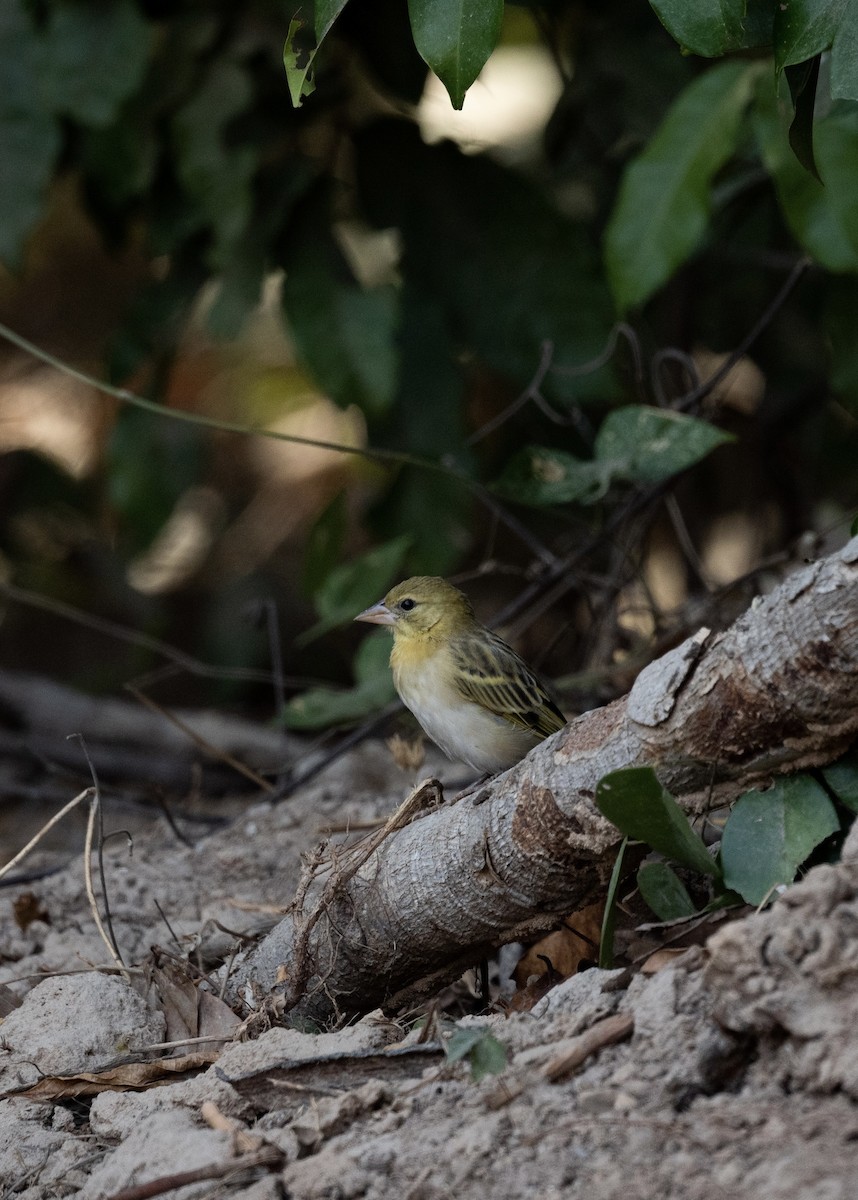 Little Weaver - ML623767840