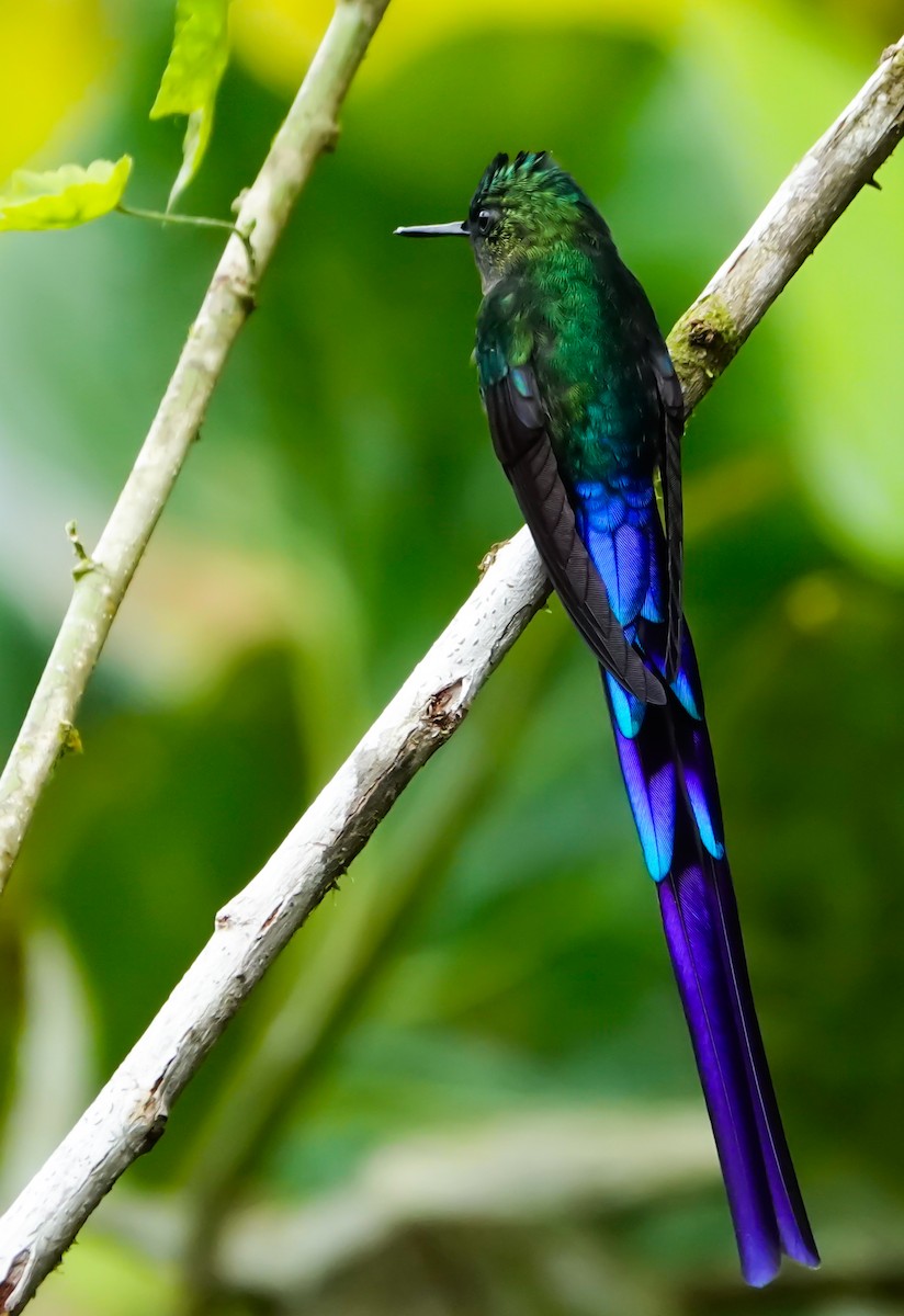 Violet-tailed Sylph - ML623767844