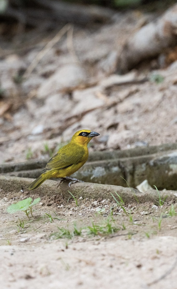 Olive-naped Weaver - Anand ramesh