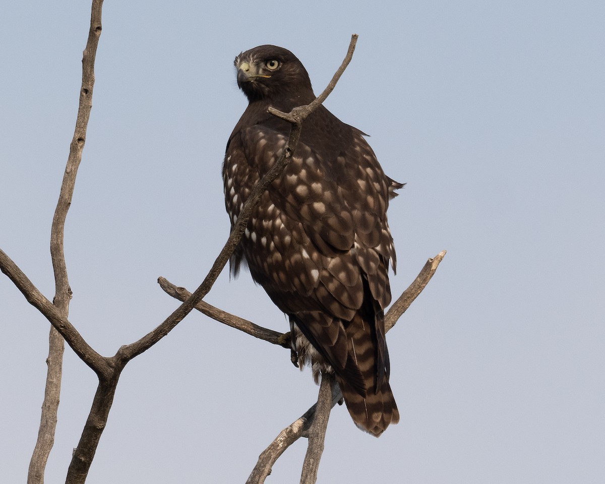 Red-tailed Hawk (Harlan's) - ML623767860