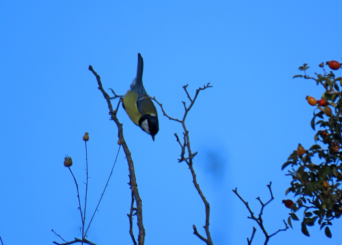 Great Tit - ML623767868