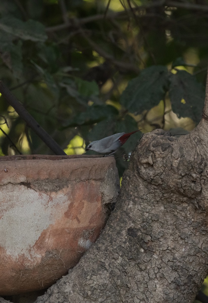 Lavender Waxbill - ML623767871