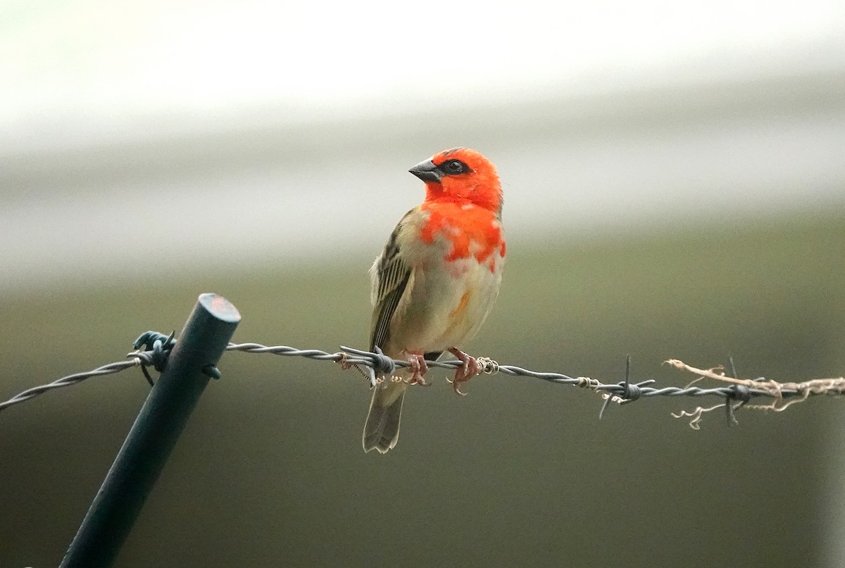 Red Fody - ML623767884