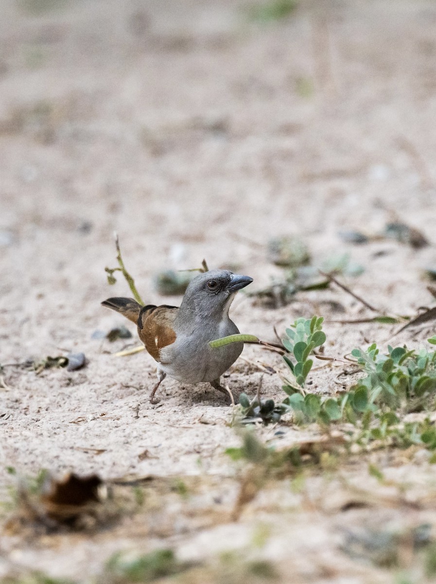 Northern Gray-headed Sparrow - ML623767885