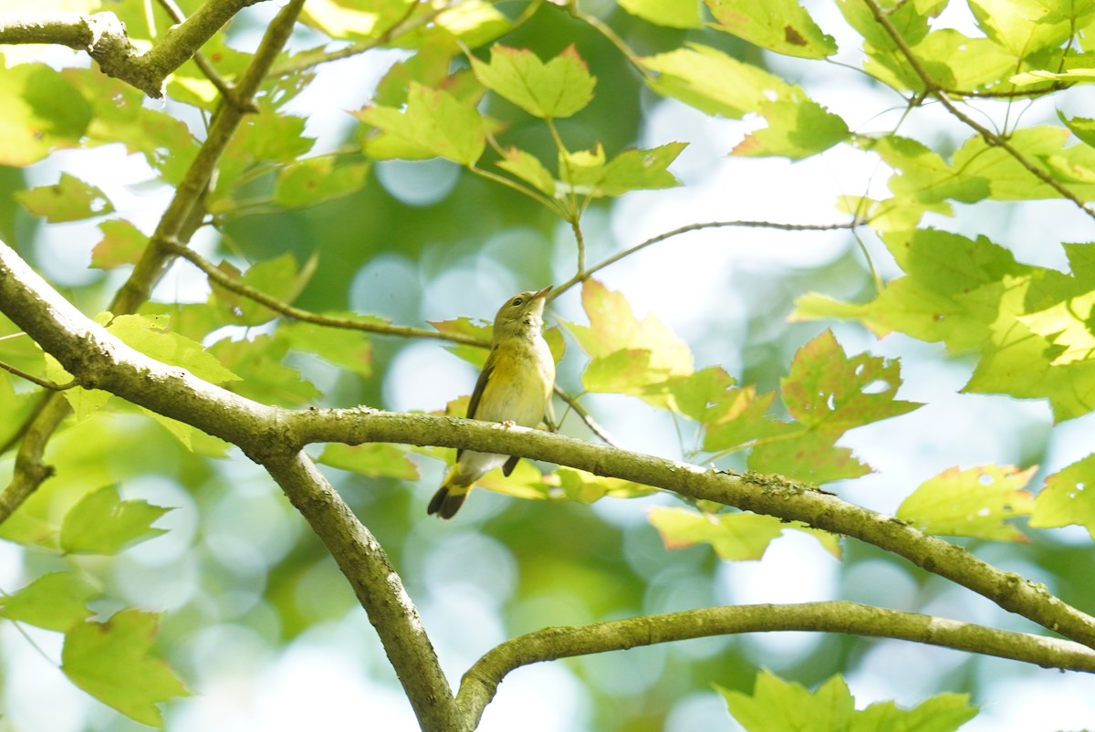 American Redstart - Ethan Kang