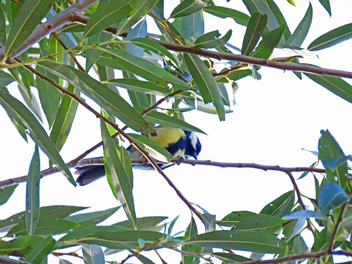 Great Tit - ML623767927