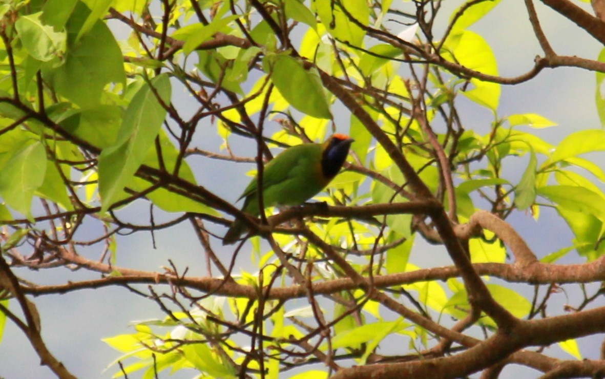 Golden-fronted Leafbird - ML623767944