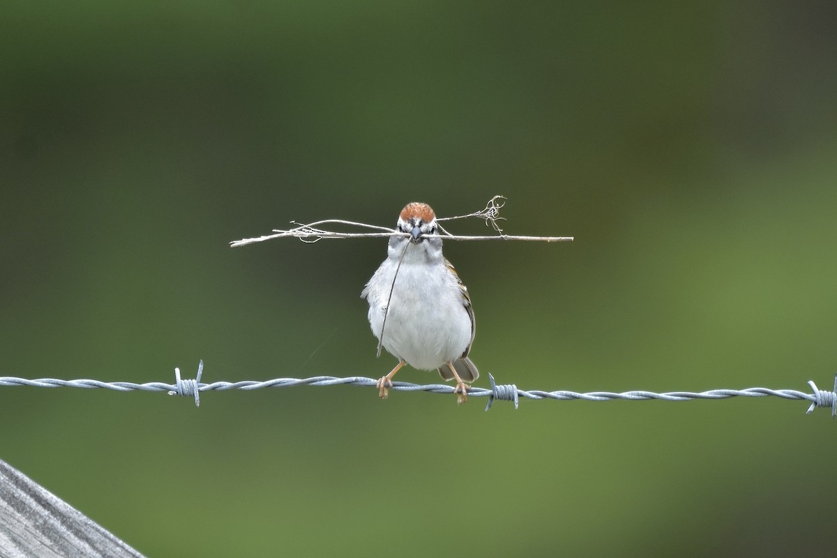 Chipping Sparrow - ML623767946