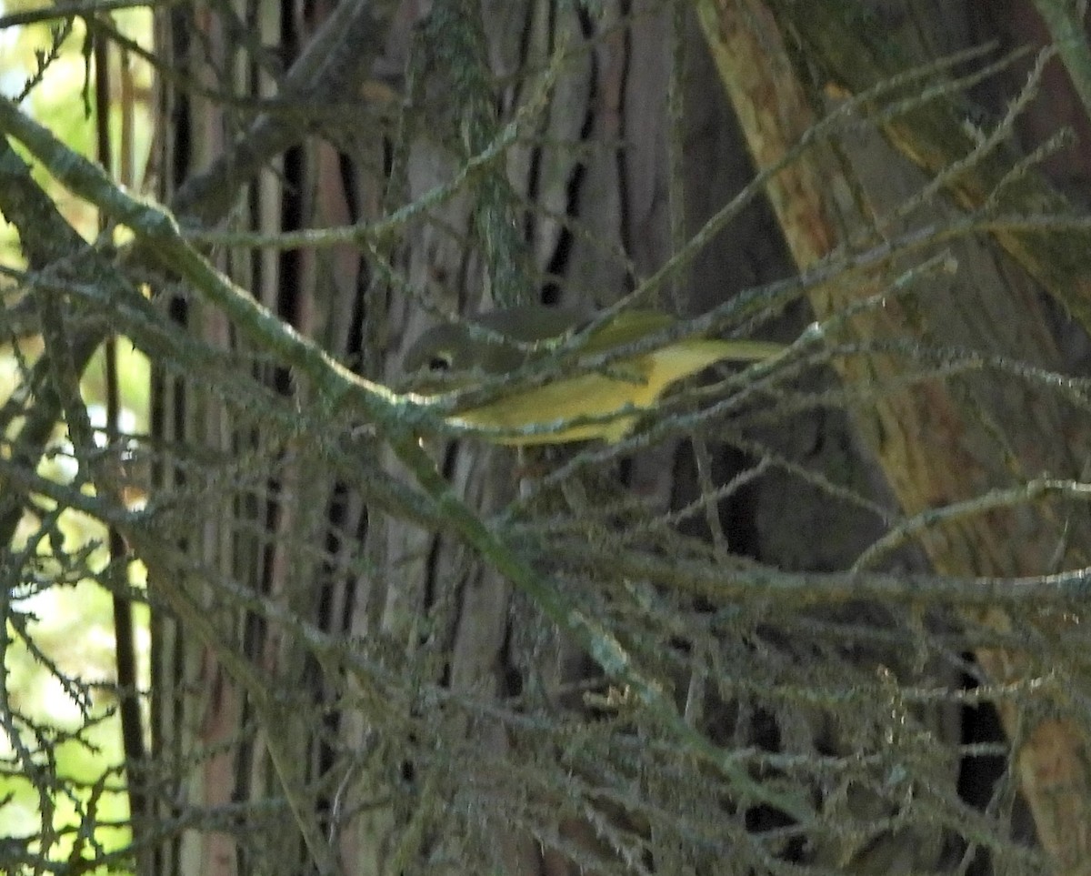Ruby-crowned Kinglet - ML623767966