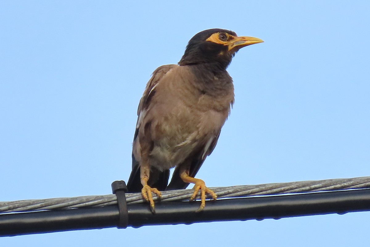 Common Myna - Tom Obrock