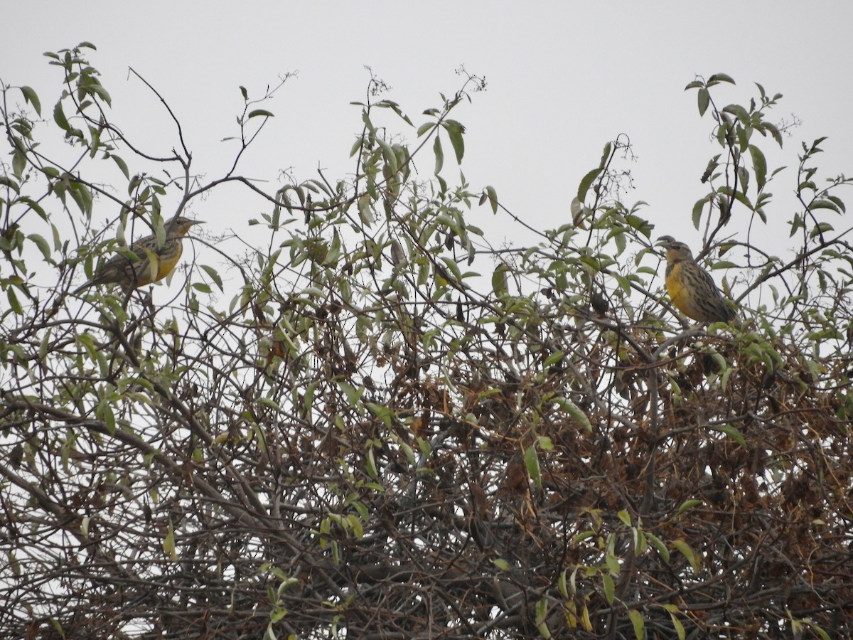 Western Meadowlark - ML623767981