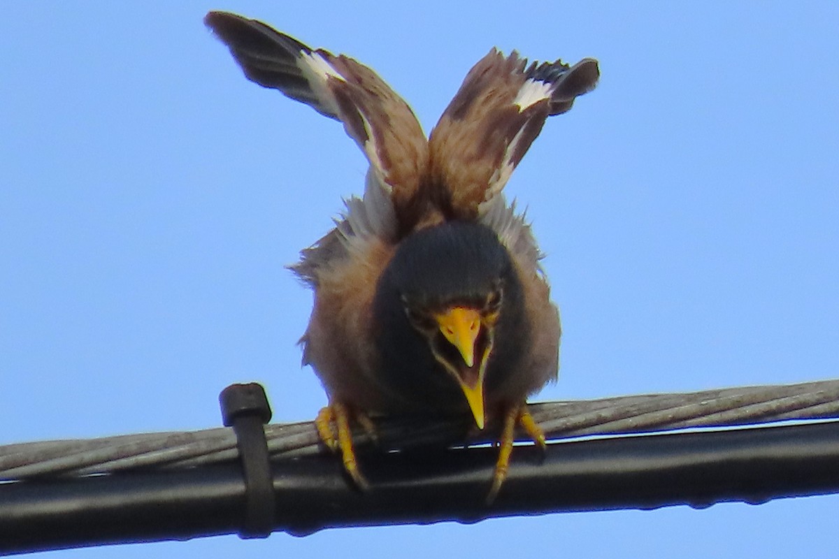 Common Myna - Tom Obrock