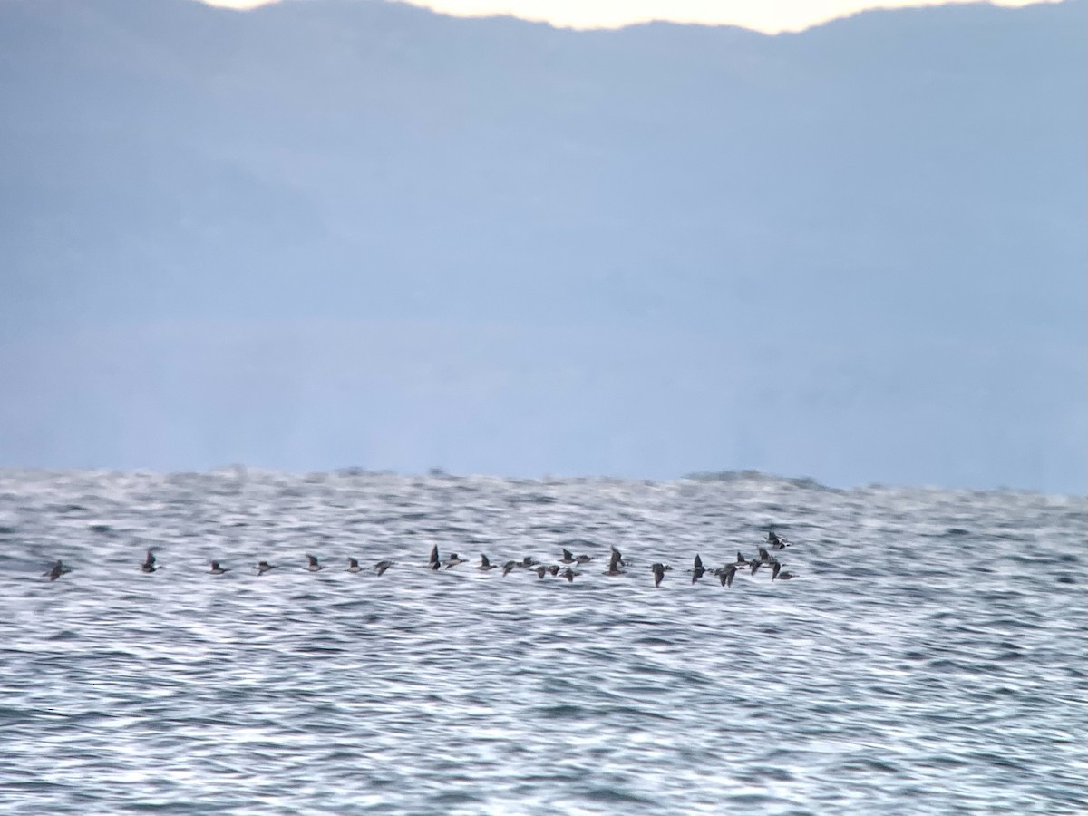 Long-tailed Duck - Mike McBrien