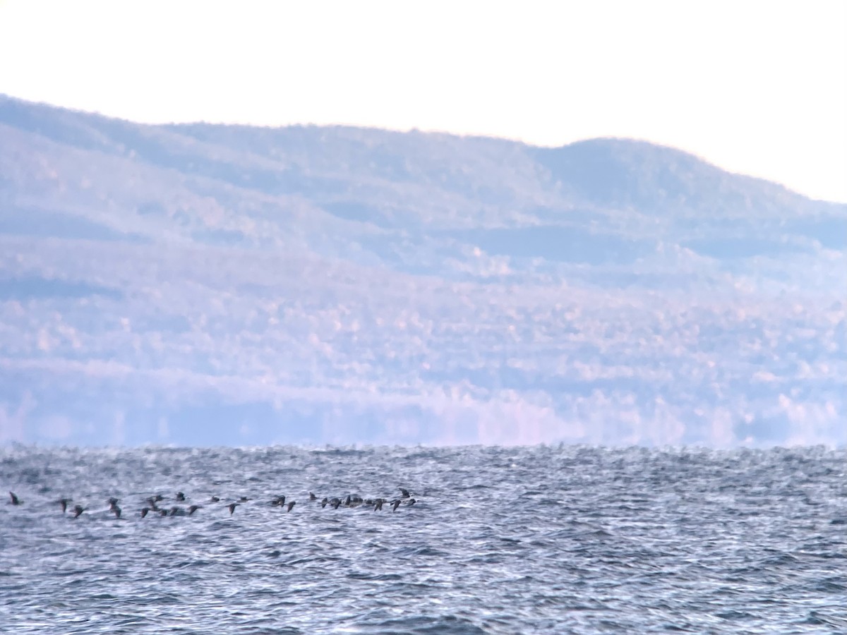 Long-tailed Duck - ML623768003