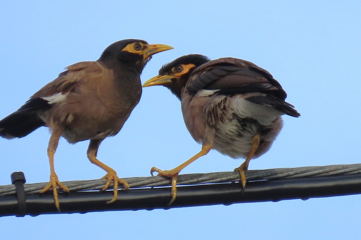 Common Myna - Tom Obrock