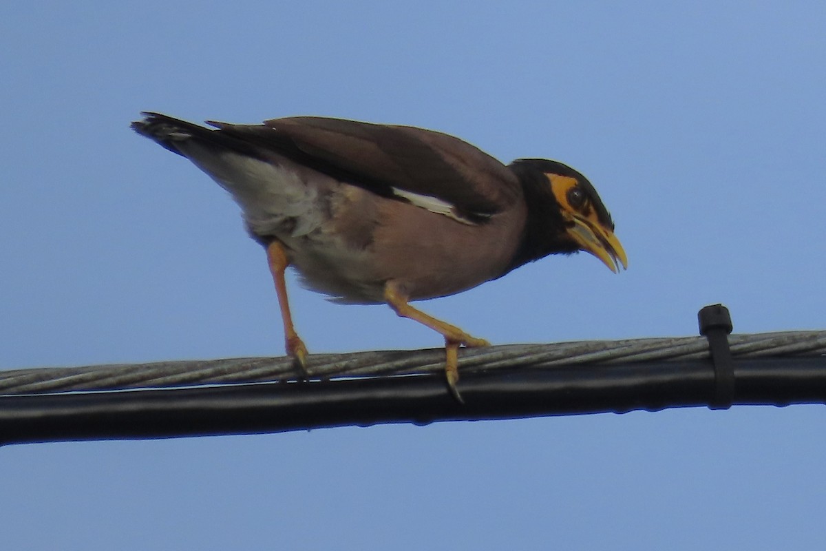 Common Myna - Tom Obrock