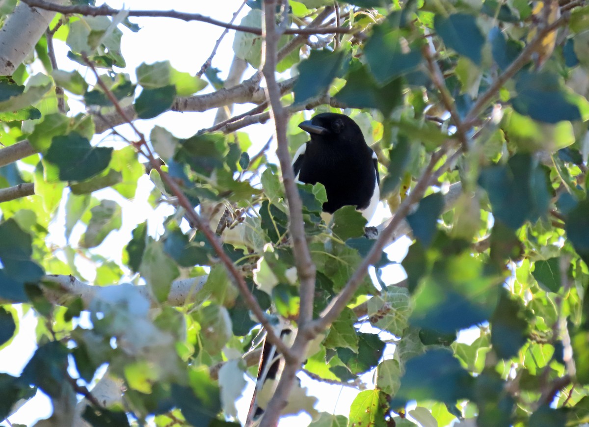 Eurasian Magpie - ML623768025