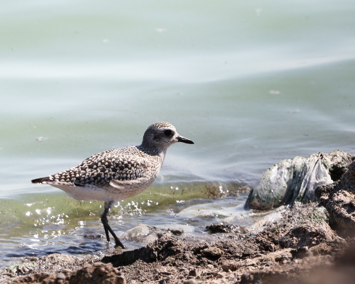 Black-bellied Plover - ML623768027