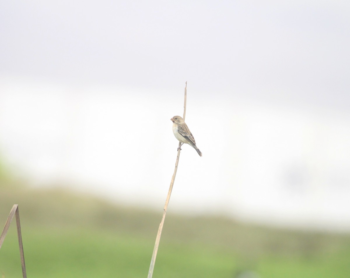 Chestnut-throated Seedeater - ML623768051