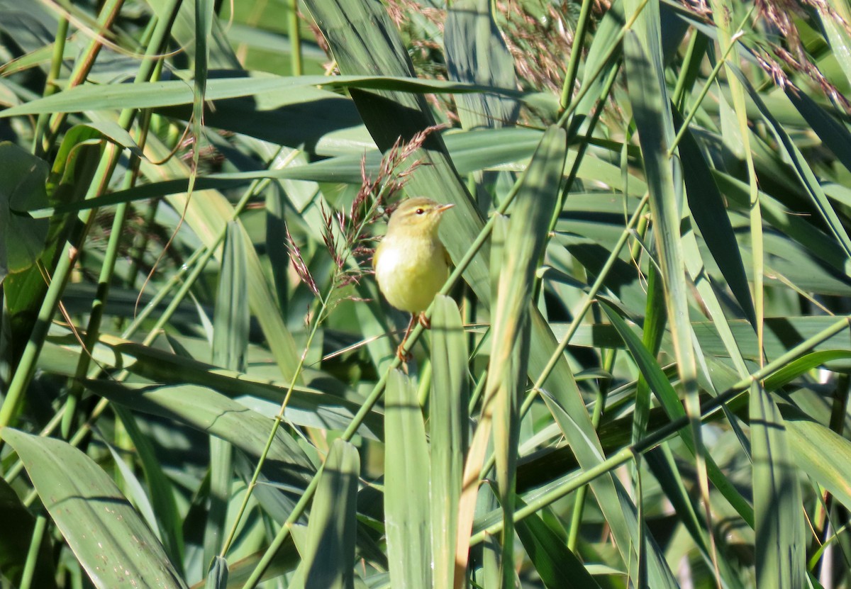 Willow Warbler - ML623768109