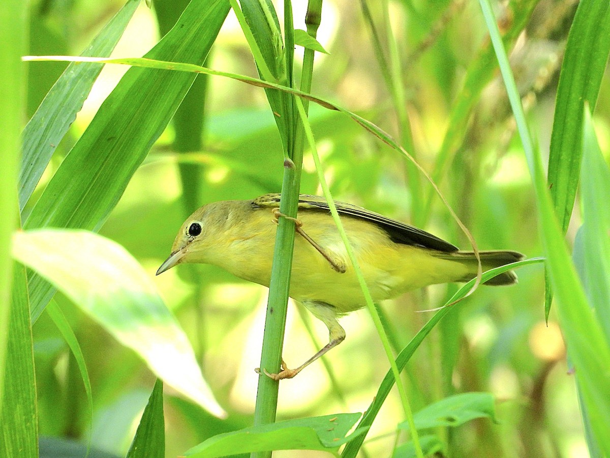 Yellow Warbler - ML623768113