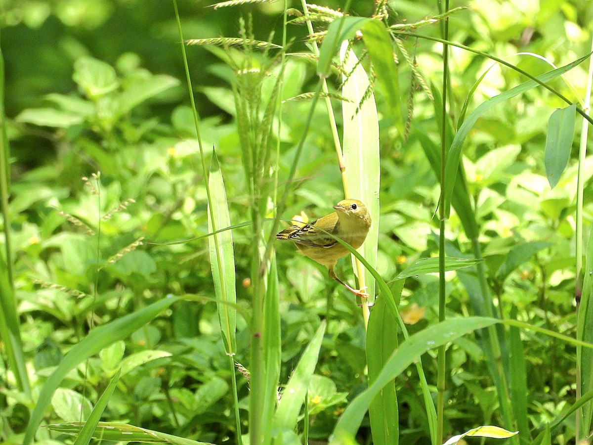 Yellow Warbler - ML623768114