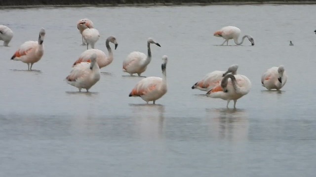 Chilean Flamingo - ML623768136