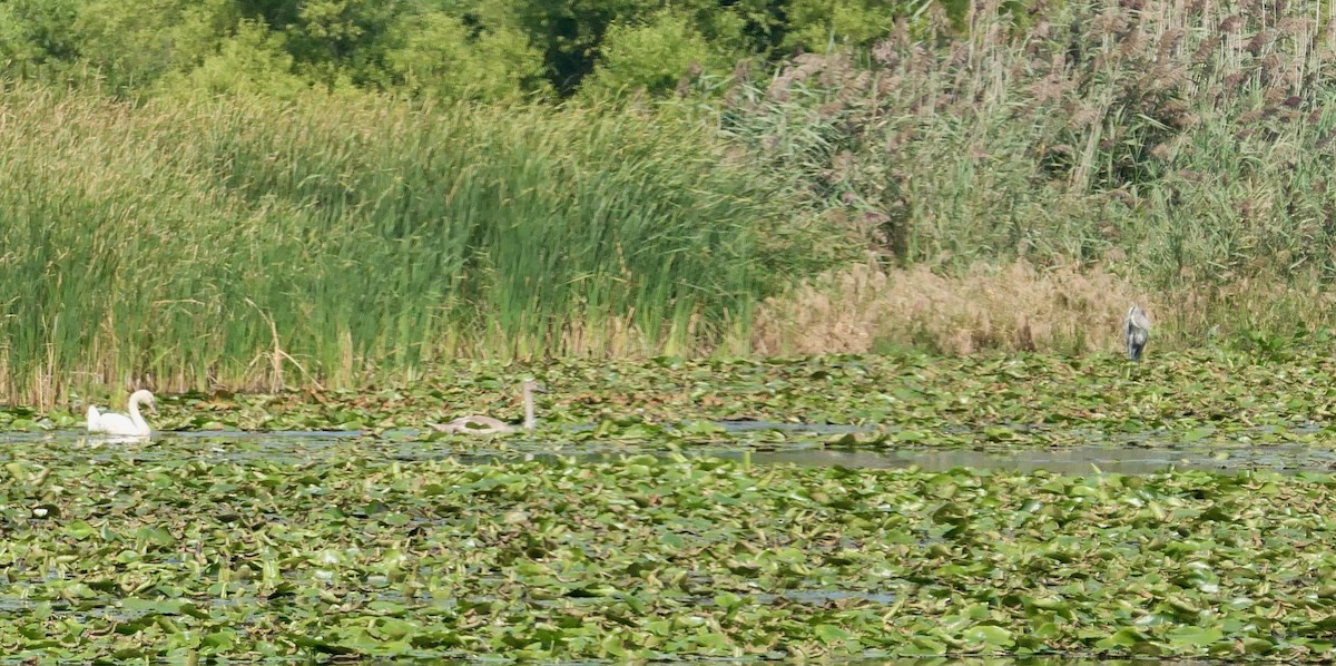 Mute Swan - ML623768139