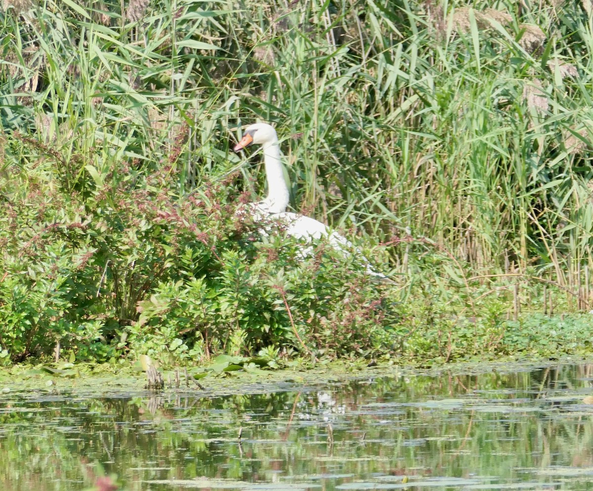 Mute Swan - ML623768140