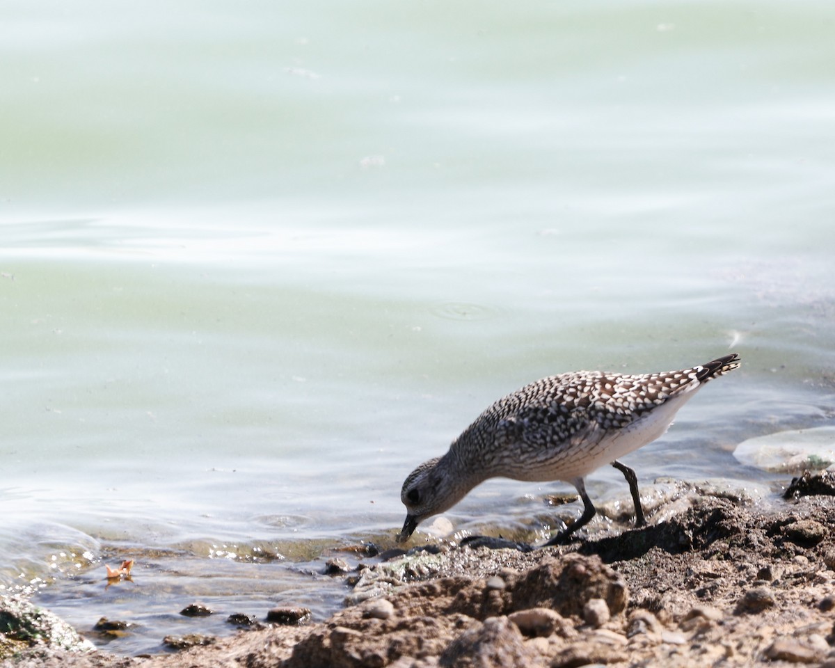 Black-bellied Plover - Capturing Michigan